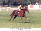 BACARELLO  :   le lion